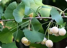 Gingko Biloba